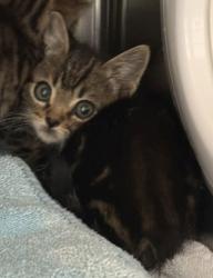 Shelter Stray Male Cat last seen Bancroft  84th, Oakland, CA, 1101 29th Ave, Oakland, CA 94601, USA