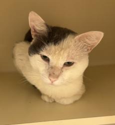 Shelter Stray Male Cat last seen Near S Stone Mountain Lithonia Rd, 30088, GA, 3280 Chamblee Dunwoody Rd, Chamblee, GA 30341, USA