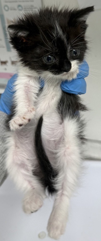 Shelter Stray Female Cat last seen 76th ave, Oakland, CA, 1101 29th Ave, Oakland, CA 94601, USA