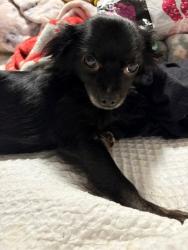 Lost Female Dog last seen West 9th Street and Plum Frostproof, Frostproof, FL 33843