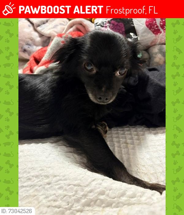 Lost Female Dog last seen West 9th Street and Plum Frostproof, Frostproof, FL 33843