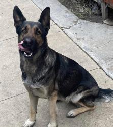 Lost Female Dog last seen 11th Ave and Jefferson, Los Angeles, CA 90018