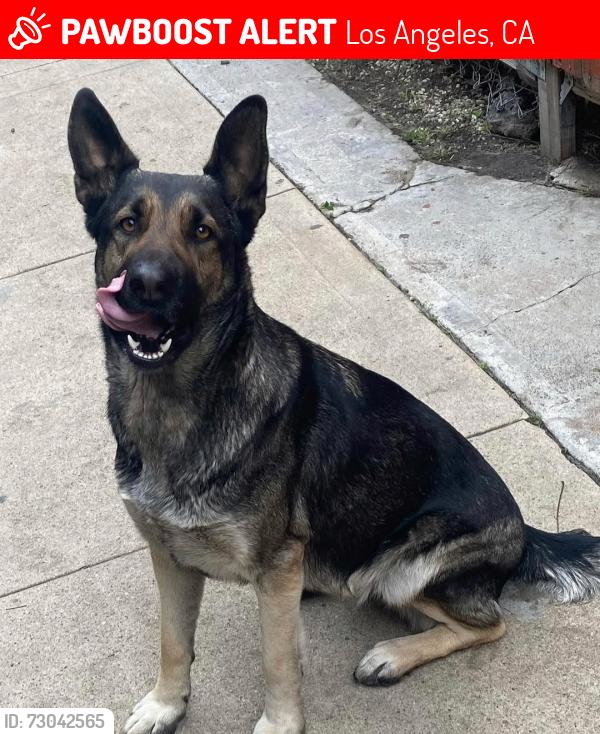 Lost Female Dog last seen 11th Ave and Jefferson, Los Angeles, CA 90018