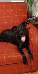 Lost Female Dog last seen Thomas and Massasoit Ave, Chicago, IL 60651