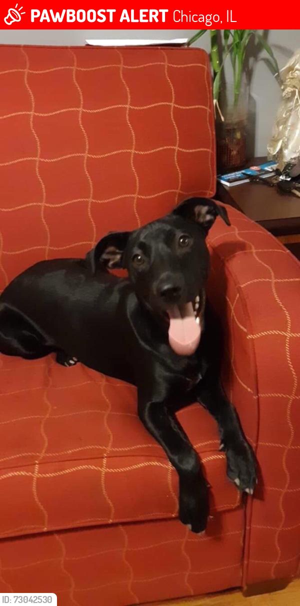 Lost Female Dog last seen Thomas and Massasoit Ave, Chicago, IL 60651