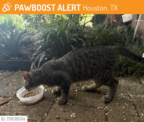 Found/Stray Unknown Cat last seen Shepard and Westheimer, Houston, TX 77019