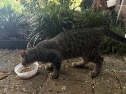 Found/Stray Unknown Cat last seen Shepard and Westheimer, Houston, TX 77019