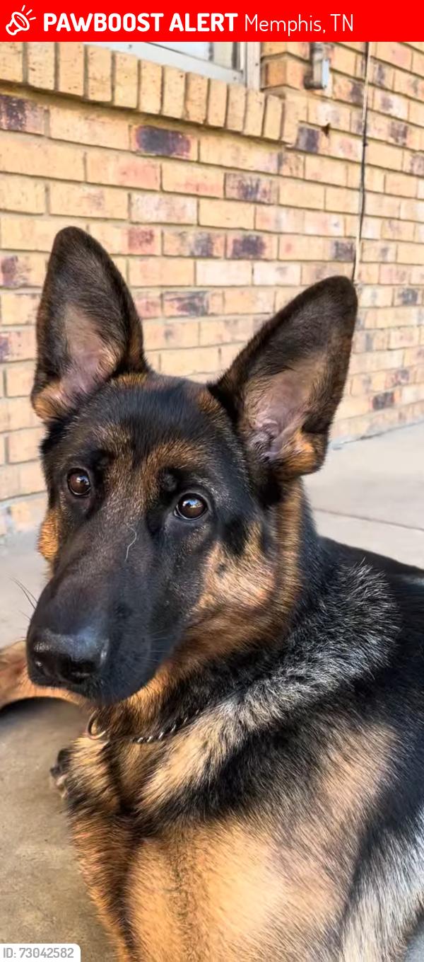 Lost Female Dog last seen Elvis Presley Blvd., Memphis, TN 38106