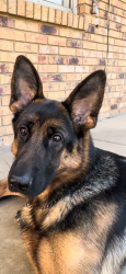Lost Female Dog last seen Elvis Presley Blvd., Memphis, TN 38106
