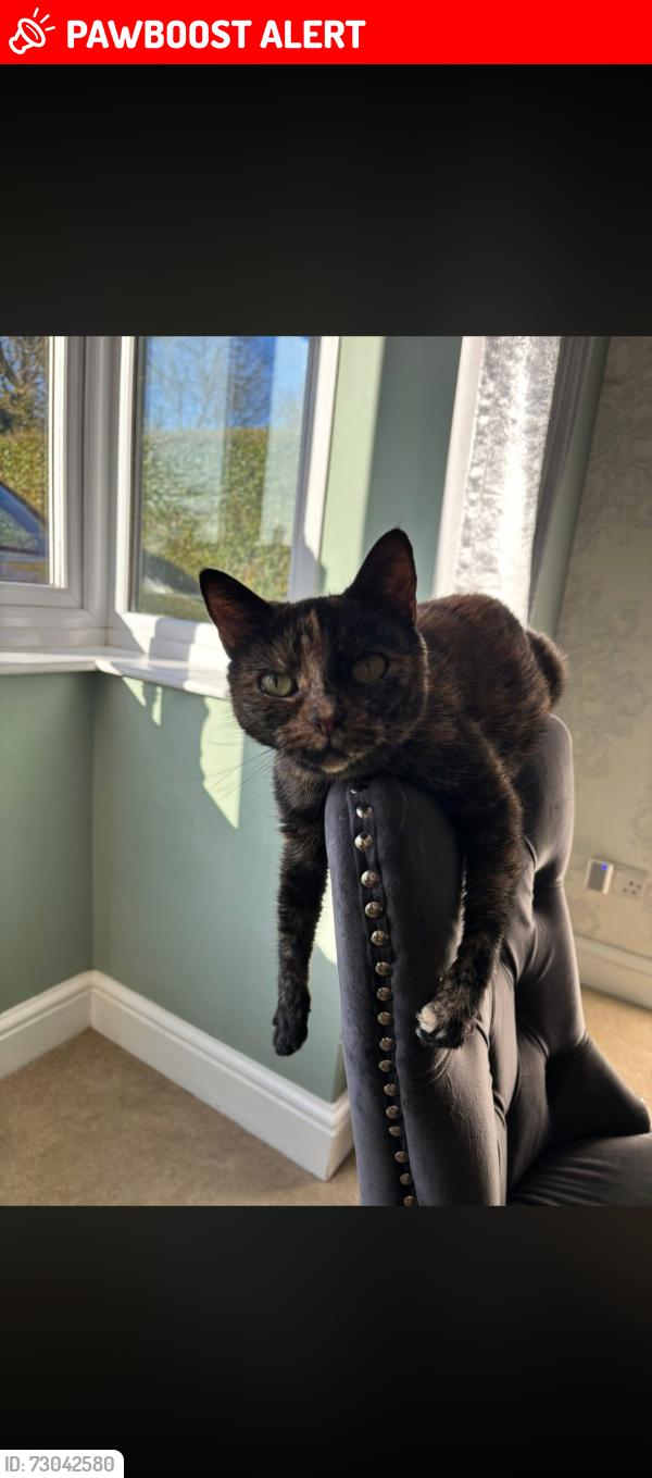 Lost Female Cat last seen Brook lane cottages , Sellindge, England TN25