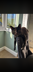 Lost Female Cat last seen Brook lane cottages , Sellindge, England TN25