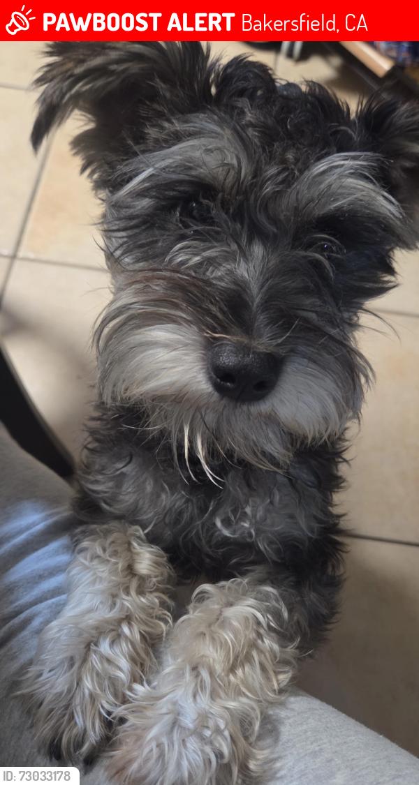 Lost Male Dog last seen McKee rd & Lima st, Bakersfield, CA 93313