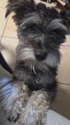 Lost Male Dog last seen McKee rd & Lima st, Bakersfield, CA 93313