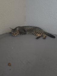 Found/Stray Male Cat last seen Whitehall cndmniums/Embassy Drive WPB, West Palm Beach, FL 33401