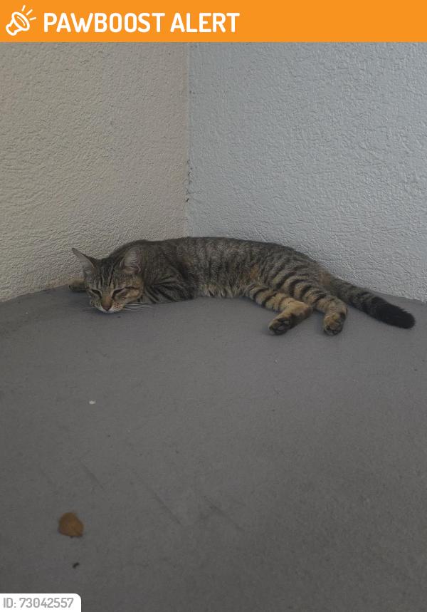 Found/Stray Male Cat last seen Whitehall cndmniums/Embassy Drive WPB, West Palm Beach, FL 33401