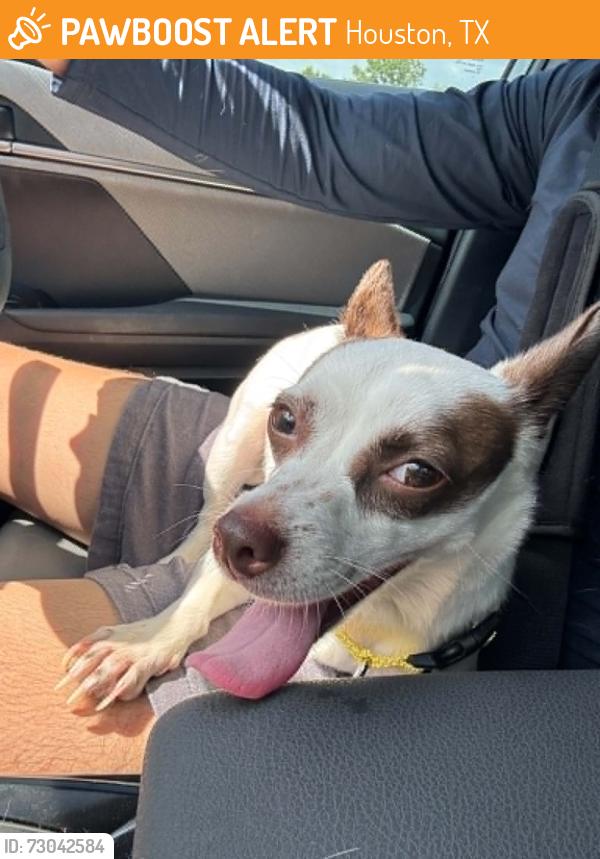 Found/Stray Female Dog last seen West Houston Airport, Houston, TX 77084