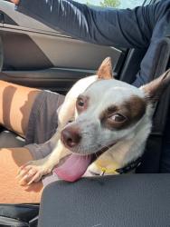 Found/Stray Female Dog last seen West Houston Airport, Houston, TX 77084