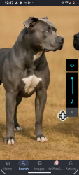 Reunited Male Dog last seen 24N bosque, Erath, LA 70533
