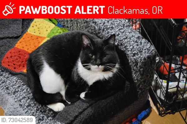 Lost Male Cat last seen Near our apmt on 82nd drive clackamas , Clackamas, OR 97015