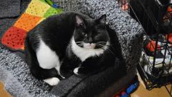 Lost Male Cat last seen Near our apmt on 82nd drive clackamas , Clackamas, OR 97015