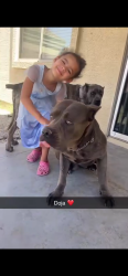 Reunited Female Dog last seen 35th ave & Southern, Phoenix, AZ 85041