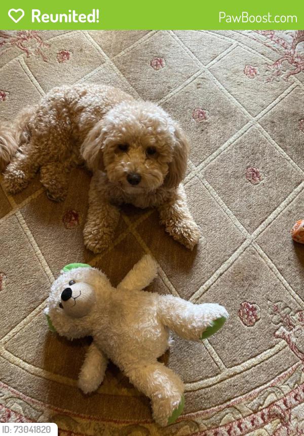 Reunited Male Dog last seen 17th & Independence Ave SE, Washington, DC 20003