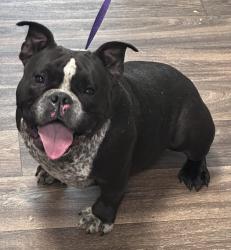 Shelter Stray Female Dog last seen Near Spa Street, San Diego, CA, 92105, 5500 Gaines St, San Diego, CA 92110, USA