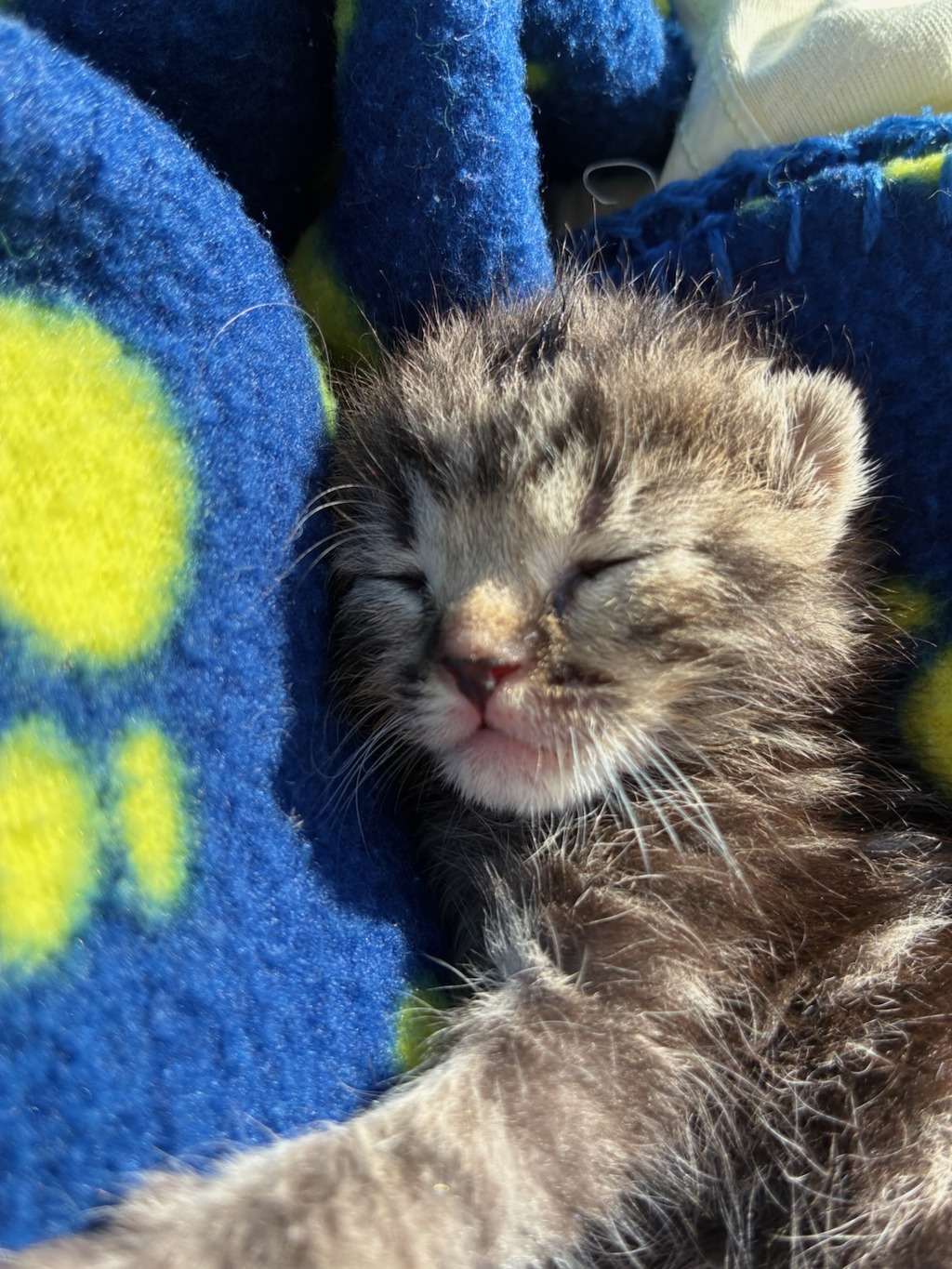 Shelter Stray Female Cat last seen Near Commercial Street, San Diego, CA, 92113, 5500 Gaines St, San Diego, CA 92110, USA