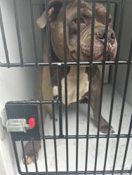 Shelter Stray Male Dog last seen Apt B,1339 Credle Road, VIRGINIA BEACH, VA, 23454, 341 S Birdneck Rd, Virginia Beach, VA 23451, USA