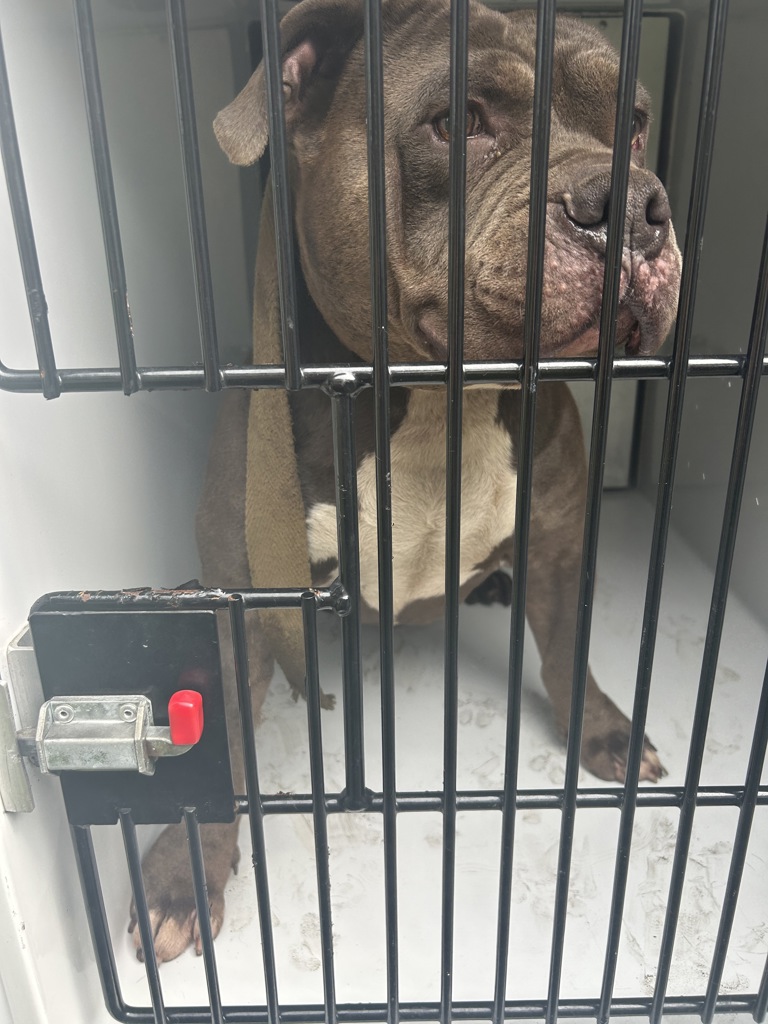 Shelter Stray Male Dog last seen Apt B,1339 Credle Road, VIRGINIA BEACH, VA, 23454, 341 S Birdneck Rd, Virginia Beach, VA 23451, USA