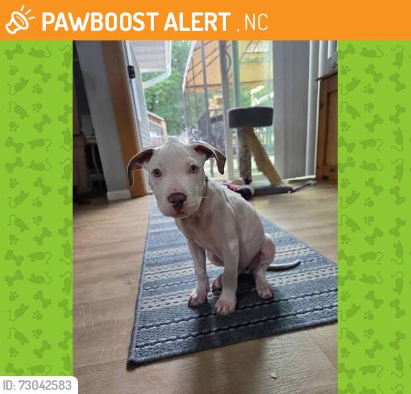 Found/Stray Female Dog last seen Starbucks Drive through Charolette NC, Apex, NC 27523