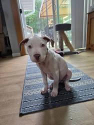 Found/Stray Female Dog last seen Starbucks Drive through Charolette NC, Apex, NC 27523