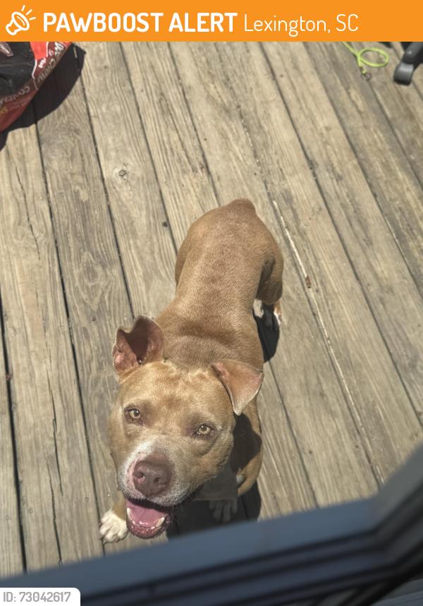 Found/Stray Male Dog last seen Near founders road, Lexington, SC 29073