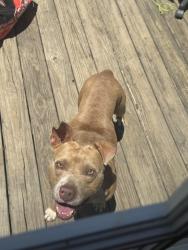 Found/Stray Male Dog last seen Near founders road, Lexington, SC 29073