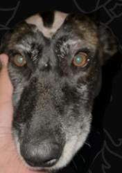 Reunited Female Dog last seen Main street, Chula Vista, CA 91910