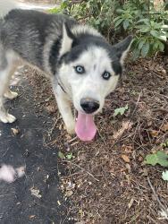 Reunited Male Dog last seen Oak Grove Road and Ball Gap Road, Arden, NC, Buncombe County, NC 28704