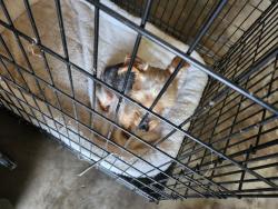 Found/Stray Male Dog last seen Parkside, Norman, OK 73072