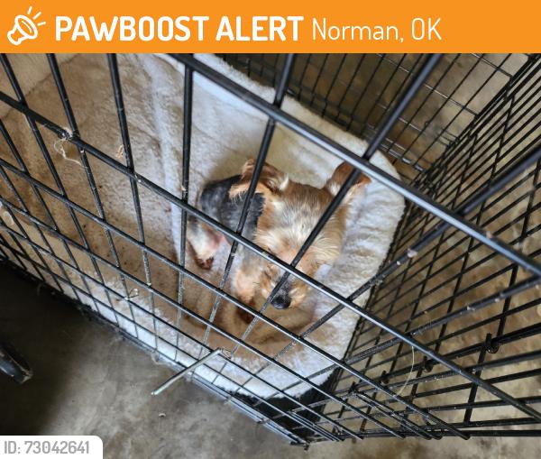 Found/Stray Male Dog last seen Parkside, Norman, OK 73072