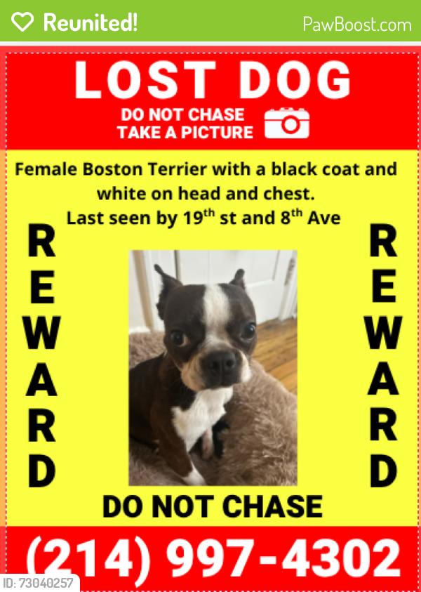 Reunited Female Dog last seen 19th st and 8th Ave , New York, NY 10011