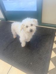 Found/Stray Male Dog last seen Whitemore/moffett rd , Ceres, CA 95307