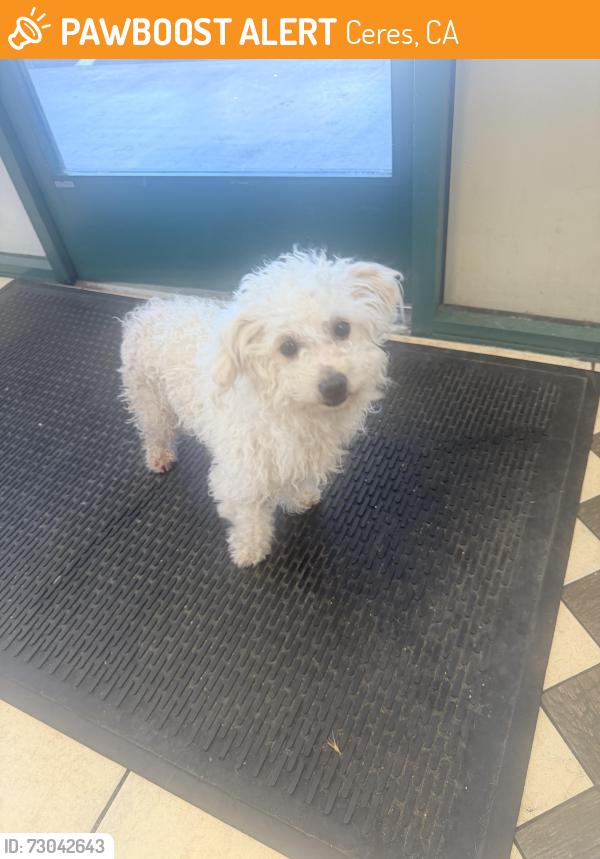 Found/Stray Male Dog last seen Whitemore/moffett rd , Ceres, CA 95307