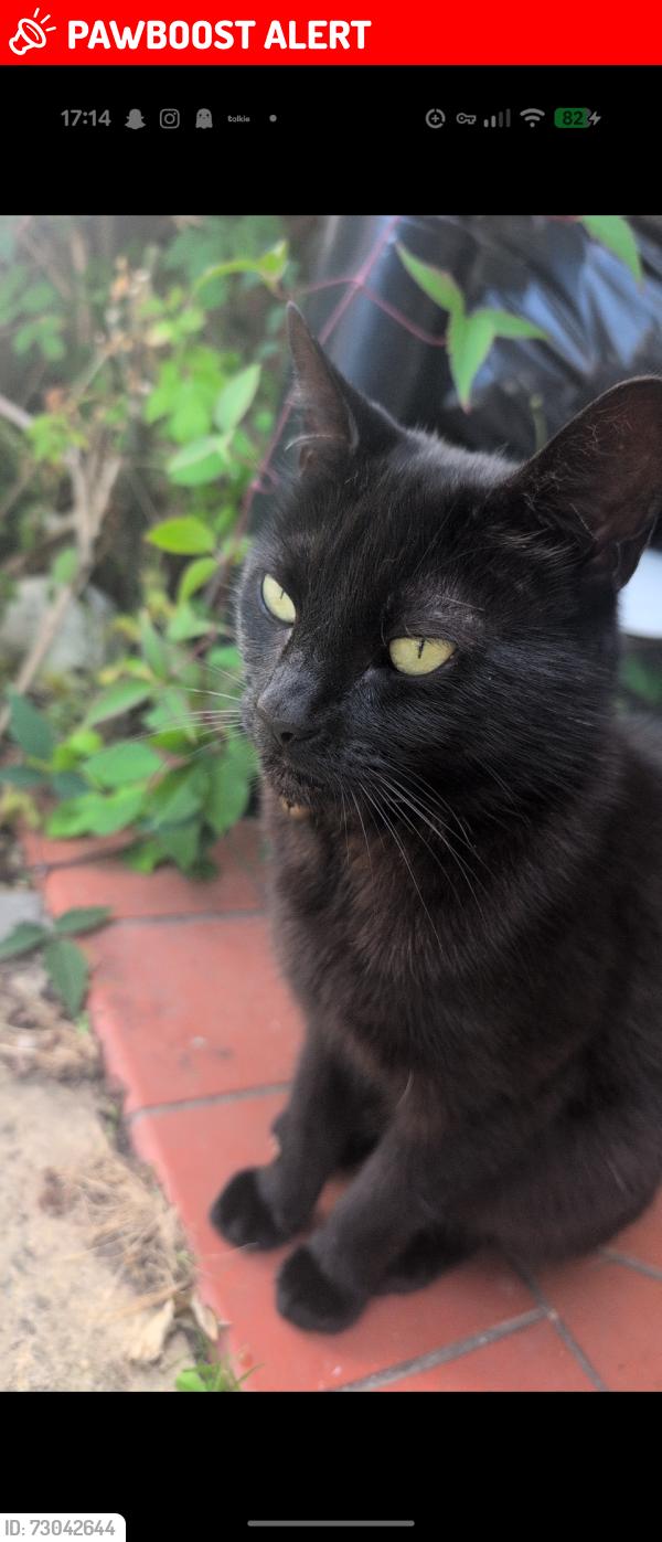 Lost Female Cat last seen Davies close , Leicestershire, England LE16 7ND