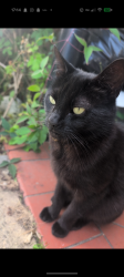 Lost Female Cat last seen Davies close , Leicestershire, England LE16 7ND