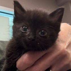 Shelter Stray Female Cat last seen , 3428 S Jenkins Ave, Norman, OK 73072, USA