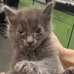 Shelter Stray Female Cat last seen , 3428 S Jenkins Ave, Norman, OK 73072, USA