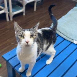 Shelter Stray Female Cat last seen , 8020 Washington St, Port Richey, FL 34668, USA