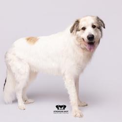 Shelter Stray Male Dog last seen , 3607 N Armenia Ave, Tampa, FL 33607, USA