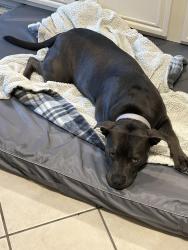 Found/Stray Female Dog last seen Holiday Park, Indianapolis, IN 46260