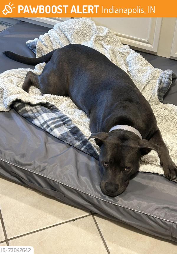 Found/Stray Female Dog last seen Holiday Park, Indianapolis, IN 46260