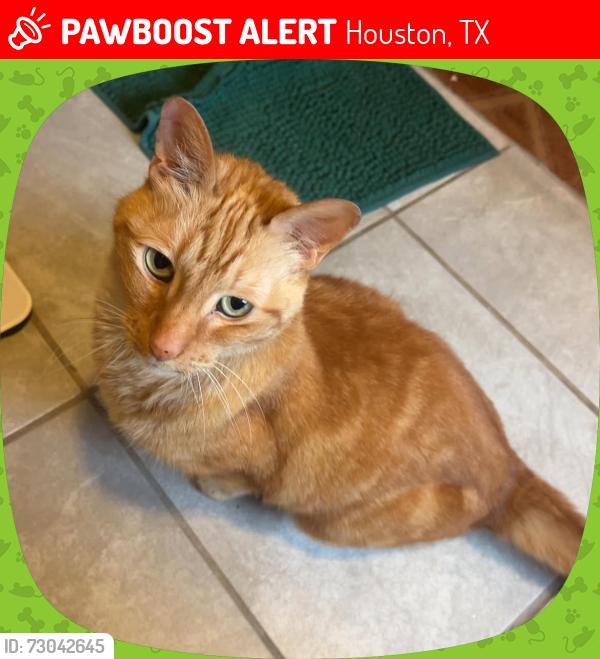 Lost Male Cat last seen Spanish Needle, Houston, TX 77084